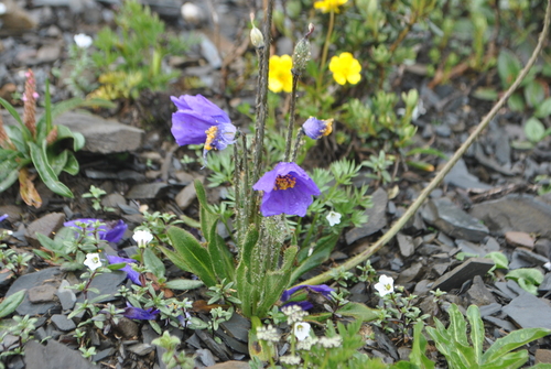 Meconopsis henrici