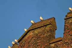 Chroicocephalus ridibundus