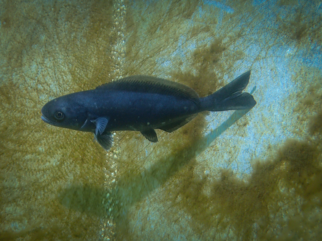 Blackfish