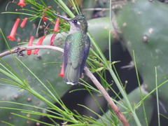 Stephanoxis loddigesii