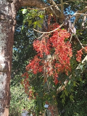 Brachychiton acerifolius