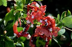 Pithecellobium unguis-cati