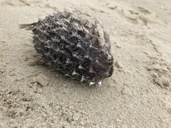 Chilomycterus spinosus