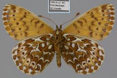 Boloria polaris