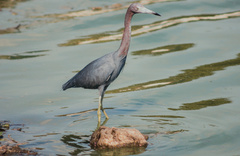 Egretta caerulea