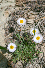Erigeron tracyi