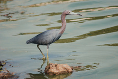 Egretta caerulea