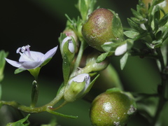 Gymnetron villosulum