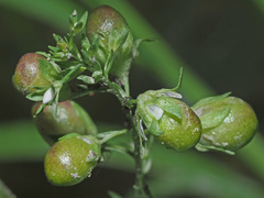 Gymnetron villosulum