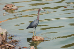 Egretta caerulea