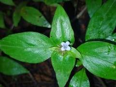 Spermacoce alata