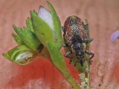 Gymnetron villosulum