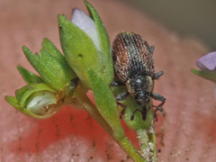 Gymnetron villosulum