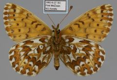 Boloria polaris
