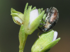 Gymnetron villosulum