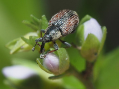 Gymnetron villosulum