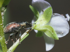 Gymnetron villosulum