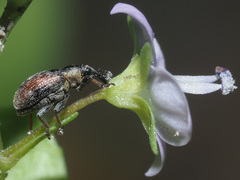 Gymnetron villosulum