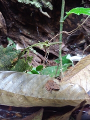 Craugastor stejnegerianus