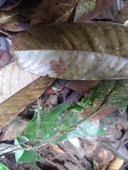 Craugastor stejnegerianus