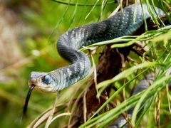 Coluber constrictor constrictor