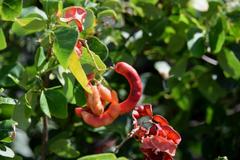 Pithecellobium unguis-cati