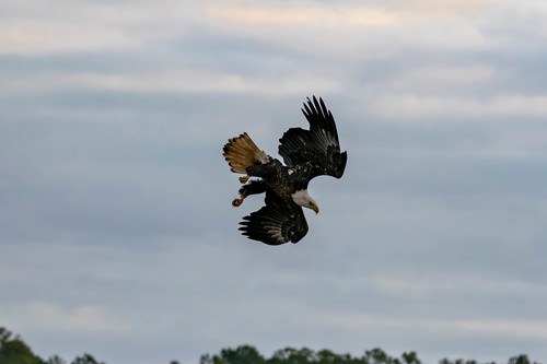Bald Eagle photographed in North Carolina