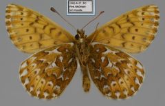 Boloria polaris