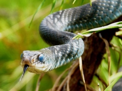 Coluber constrictor constrictor