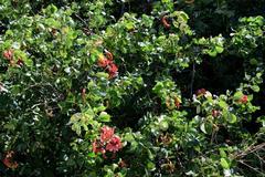 Pithecellobium unguis-cati