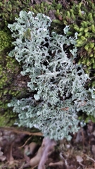 Cladonia ceratophylla