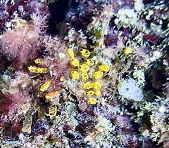 Pycnoclavella