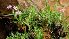 Chaenostoma halimifolium