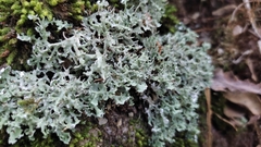 Cladonia ceratophylla