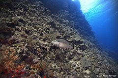 Napoleon wrasse