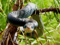 Coluber constrictor constrictor