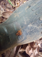 Craugastor stejnegerianus