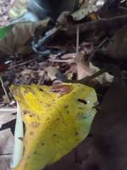 Craugastor stejnegerianus