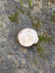 Helicodonta angigyra