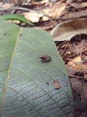 Craugastor stejnegerianus