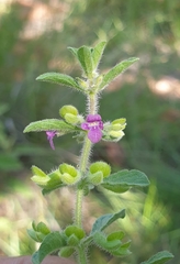 Endostemon tereticaulis