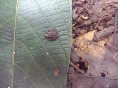 Craugastor stejnegerianus