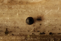 Stemphylium vesicarium