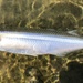 Topsmelt Silverside - Photo (c) Jacob, some rights reserved (CC BY-NC), uploaded by Jacob