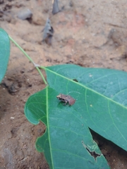 Craugastor stejnegerianus