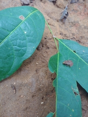 Craugastor stejnegerianus