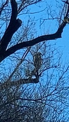 Haliaeetus leucocephalus