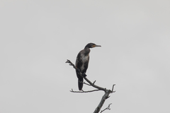 Phalacrocorax carbo
