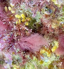Pycnoclavella