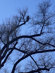 Haliaeetus leucocephalus